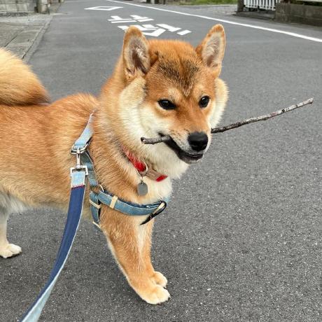 T Obuchi T Obuchi Github - Premium Vintage Design Gallery - Full HD