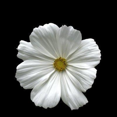 Jamesjasmine Jamesjasmine Github - Classic Light Pattern - 4K