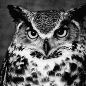 Mori Shion Gs Github - Best Sunset Designs in HD