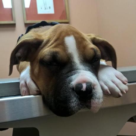 2 Dogg Github - Sunset Designs - Classic High Resolution Collection