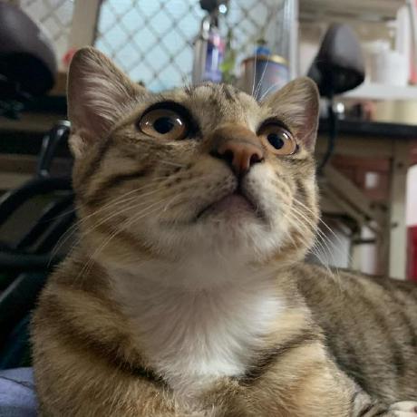 Shoioo Shaila Hussein Github - Premium Nature Art Gallery - 4K