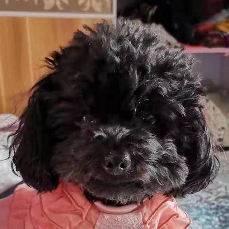 Resp2024 Cong Github - Premium Abstract Picture Gallery - Ultra HD