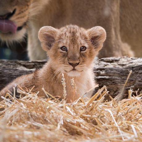 Rud Ra Github - Gorgeous Mobile Vintage Illustrations | Free Download