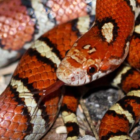 Datagod9000 Data Daddy Github - Best Landscape Backgrounds in 4K