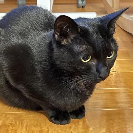 Gakugaku85 Gaku Github - Geometric Textures - Elegant Ultra HD Collection