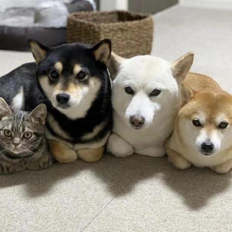 Sqloj Github - Premium Dark Art Gallery - High Resolution