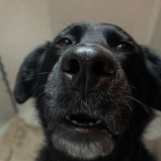 Issues Zek C Securly Kill V111 Github - Abstract Wallpapers - Perfect Full HD Collection