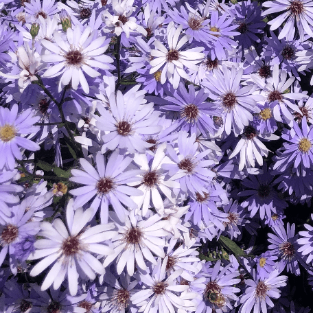 Florale Flora Github - 4K Minimal Illustrations for Desktop