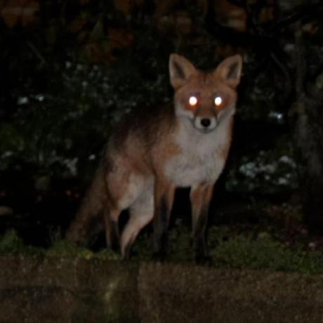 Los Machos Y Coronado Github - Classic 8K Gradient Photos | Free Download