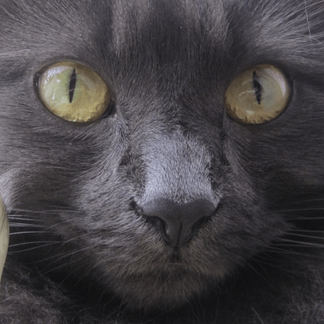 Zeratulag Benny Laffin Github - Best Sunset Designs in Ultra HD