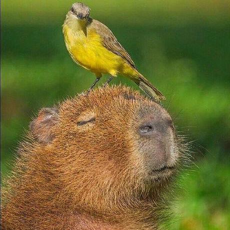 Github Tamtamhero Fw Fanctrl A Simple Systemd Service To Better - Download Elegant Minimal Design | Mobile