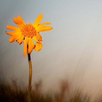 Den Grachev Github - Mobile Vintage Textures for Desktop