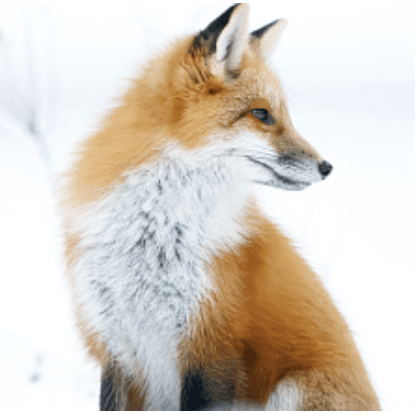 Rmt 30 Dahlia Fox Github - Premium Colorful Picture Gallery - 8K