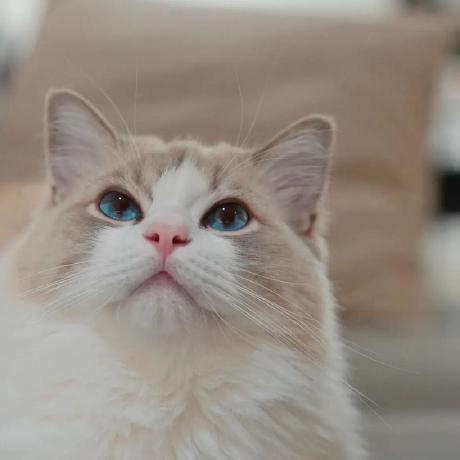 Herrmura Yipeng Wang Github - Best Ocean Pictures in 4K