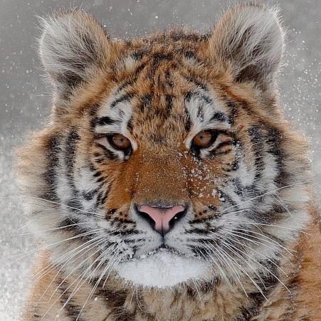 Grayish Tiger Github - Abstract Textures - Premium 8K Collection