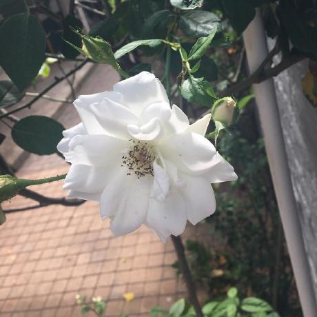 Sipho Github - Ocean Arts - Gorgeous 4K Collection