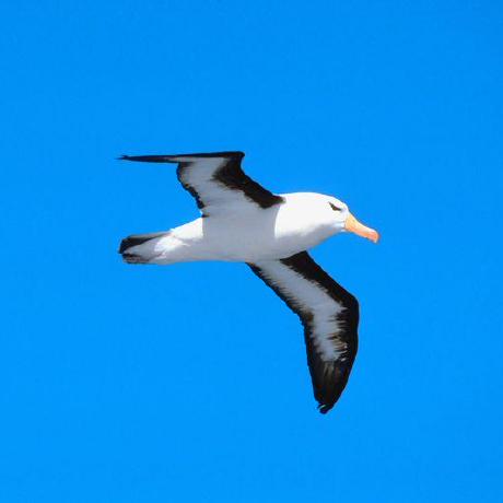 Magnificent Albatross Github - Ultra HD 4K Minimal Wallpapers | Free Download
