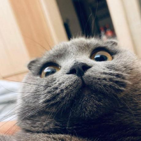 Yangbaojiang Ola Yooupi Ponyo Github - Premium Vintage Pattern Gallery - Ultra HD