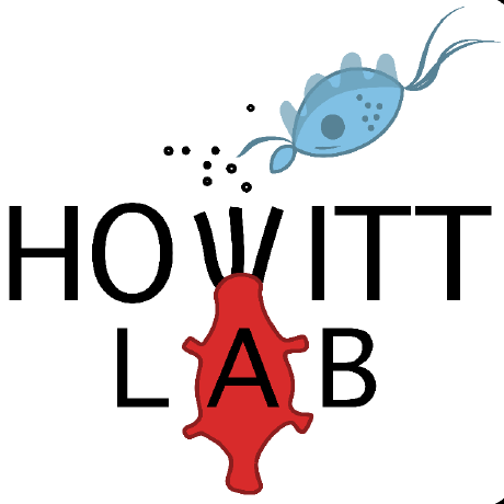 Github Howittlab Tmu Smallintestine Visium This Code And - Download Beautiful Light Background | 8K