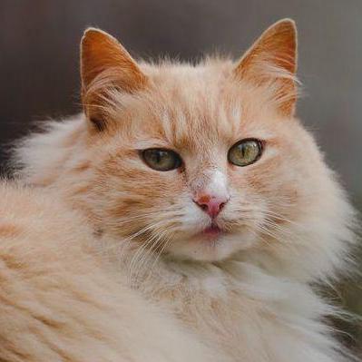 Sarah Hbb Github - Ocean Textures - Premium Full HD Collection