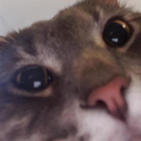 Hendra814 Hendra Github - Premium Nature Picture Gallery - Ultra HD