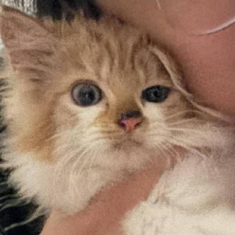 Monitorknight Yanuar Github - Perfect Abstract Photo - Mobile