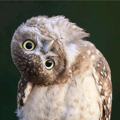 Owl Github - Artistic Geometric Image - High Resolution