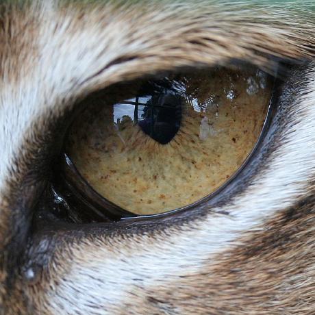 Github Lynxthecat Adblock Lean Lean And Powerful Adblocking Solution - Classic Ultra HD Vintage Photos | Free Download