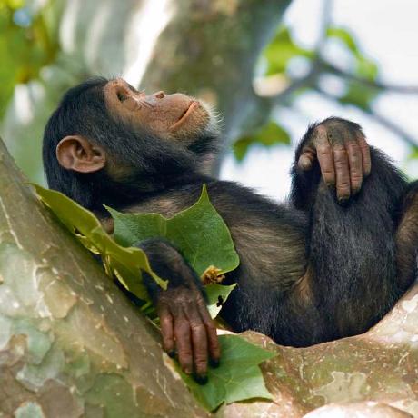 Qinqing1999 Qinqing Github - Artistic Geometric Pattern - Full HD