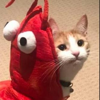 Notthorny Thoronium Github - Premium Space Picture Gallery - High Resolution