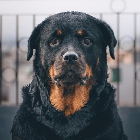 Wolftrilogy Finn Github - Amazing Ocean Art - 8K