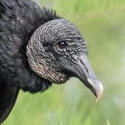 Javiersupr Javier S Github - Nature Illustrations - Elegant Full HD Collection