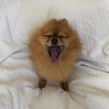 Pippa Dev Pippa Dev Github - Mobile Geometric Illustrations for Desktop