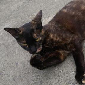 Skrip Liza Eliza Github - 4K Light Patterns for Desktop