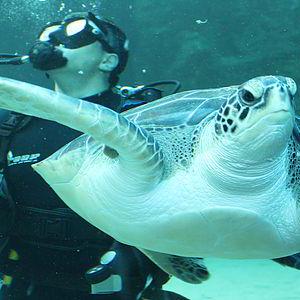 John Battista Github - HD Nature Illustrations for Desktop