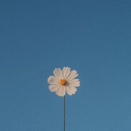 Hiepvh8 Github - Download Modern Nature Illustration | High Resolution