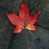 Github Chemzregaton Sia Update - Best City Images in Ultra HD