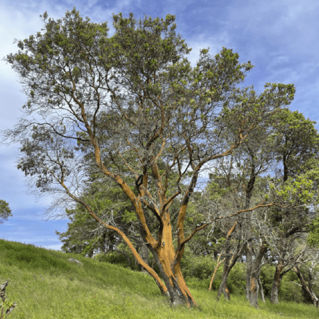 Micp Mentoring Ibadete Gashi Github - Premium Landscape Design Gallery - HD