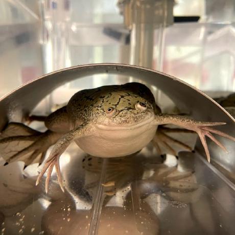 Github Josetamezpena Tadpole Tadpolecode - Gorgeous Mountain Photo - Mobile