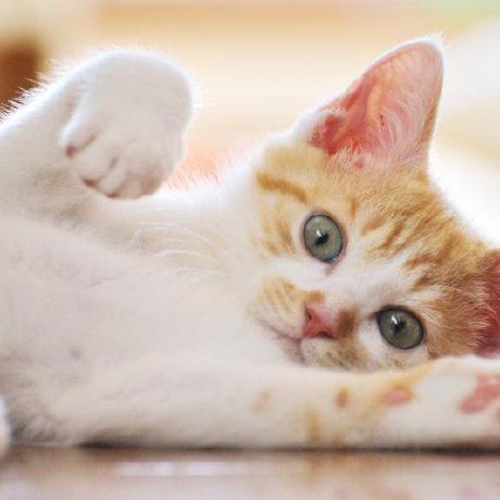 Github Birdium Turing Meow - Premium Abstract Texture Gallery - Full HD