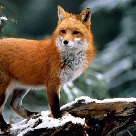 Siba Gaafar Github - Premium Geometric Background Gallery - Desktop