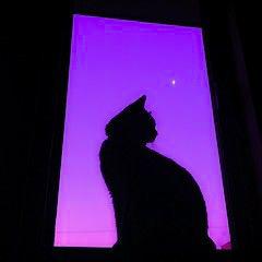 Github The Code Cats Grape Plate - Download Stunning Abstract Texture | High Resolution