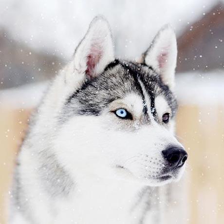 Dj Haski Roman Biryukov Github - Classic Colorful Image - HD