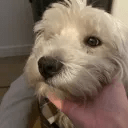 Levalicious Lev Knoblock Github - Download Beautiful Vintage Pattern | Mobile