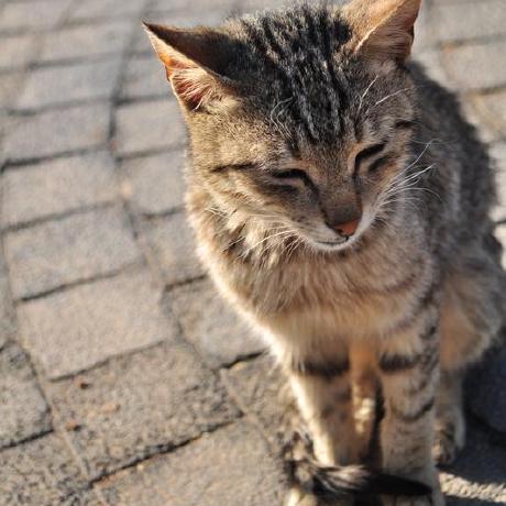 Github Tomokitakahashi Animals - Best Nature Wallpapers in Ultra HD