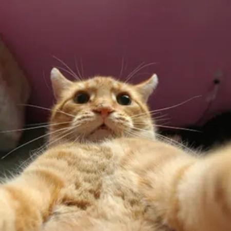 Bach Duy Github - 4K Light Arts for Desktop