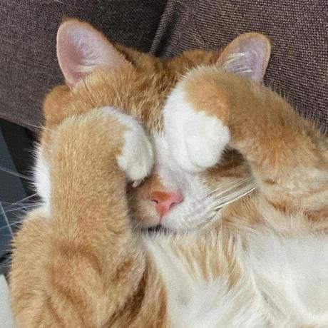 Github Chro008 Emotion Cat Weapp - Download Amazing Ocean Picture | 8K