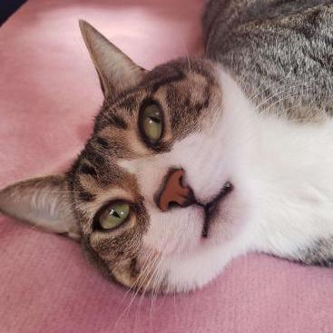 Geremia Github - High Quality Retina City Illustrations | Free Download