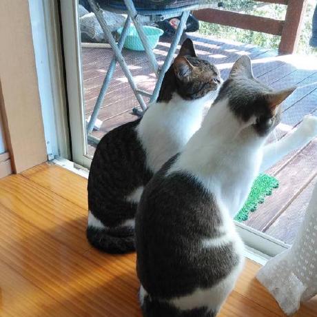 Tomoki Ohara Tomoki Ohara Github - Full HD Nature Wallpapers for Desktop