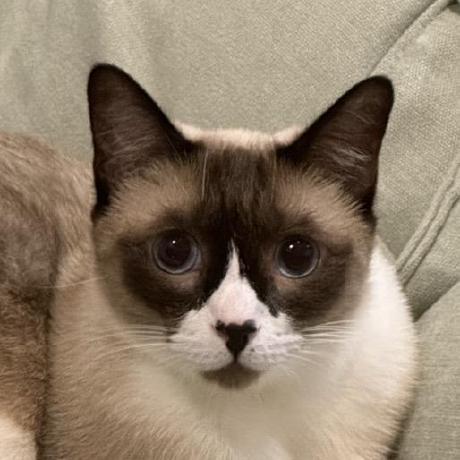 Caseyhan11 Casey Github - Desktop Gradient Pictures for Desktop